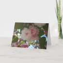 Search for cherry blossom tree cards Flower