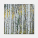 Search for danita delimont magnets Aspen tree