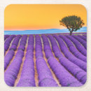 Search for provence coasters Lavender