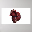 Search for human heart posters Blood vessels