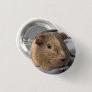 Search for guinea pig badges Rodent