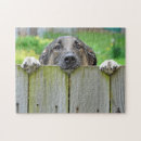 Search for german shepherd puzzles Cute