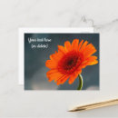 Search for orange gerbera Thank you
