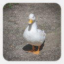Search for white duck stickers Birds