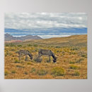 Search for burro posters Mule