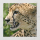Search for attacking invitations Animal