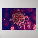 Search for human egg posters Magnification