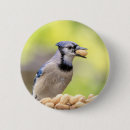 Search for blue jay badges Wildlife