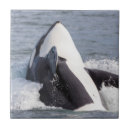 Search for whale tiles Alaska