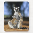 Search for ring tailed electronics Cute