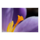 Search for saffron posters Plants