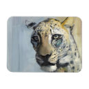 Search for predator magnets Big cat