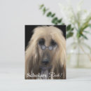 Search for afghans postcards Afghan hounds