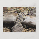 Search for toad picture postcards Nature