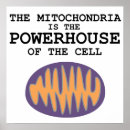 Search for mitochondria posters Cell