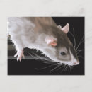 Search for cute rats postcards Funny