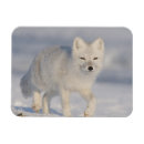 Search for 1002 Arctic national wildlife refuge