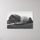 Search for black and white tree canvas prints Park