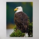Search for american wildlife posters Forest