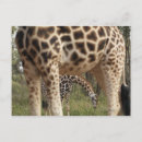Search for two giraffe postcards Wildlife