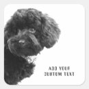 Search for poodle puppy stickers Animals