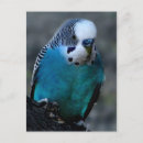 Search for blue parakeet postcards Animal