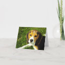 Search for beagle cards Animal lovers