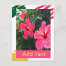 Search for green hibiscus postcards Floral