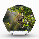 Search for finch Nature