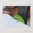 Search for treefrogs postcards Amphibian