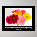 Search for gerberas posters Colourful