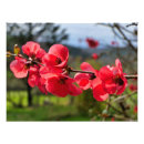 Search for quince art Pink