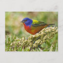 Search for breeds horizontal postcards Nature