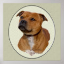 Search for staffordshire bull terrier posters Cute