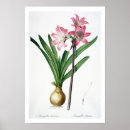 Search for pierre joseph redoute posters Flowers