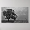 Search for black oak tree art Fall