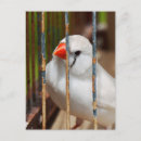 Search for conservations postcards Nature photography