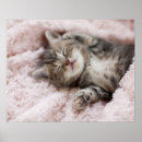 Search for towel posters Baby animals