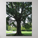 Search for limb posters Trees