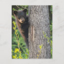 Search for bear postcards cubs