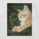 Search for two sided postcards Cute
