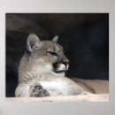 Search for picture of lion posters Big cats