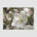 Search for apple blossom gift wrap Paper