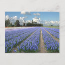 Search for blue hyacinth postcards Floral