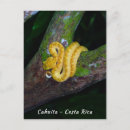 Search for viper postcards Nature