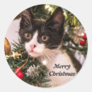 Search for white cat stickers Animal