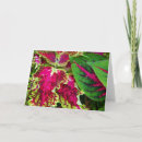 Search for coleus postcards Nature