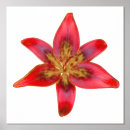 Search for lilium posters Lily