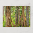 Search for cedars postcards Forest