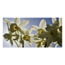 Search for daffodil posters Nature